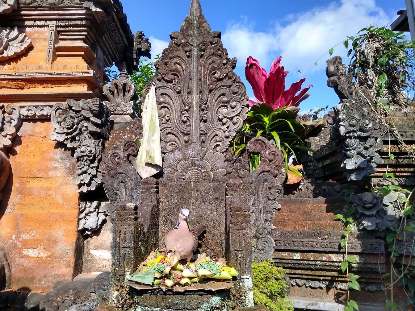 Ptak siedzący na hinduskim krześle ceremonialnym z ofiarami z jedzenia dla bogów w świątyni Goagajah, hinduistycznej świątyni w Ubud, Bali, Indonezja