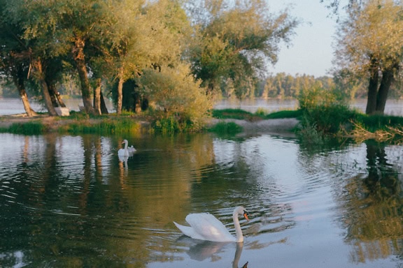 Photographie majestueuse d’un cygne blanc mâle et femelle nageant dans un fleuve Danube avec sa progéniture (Cygnus olor)