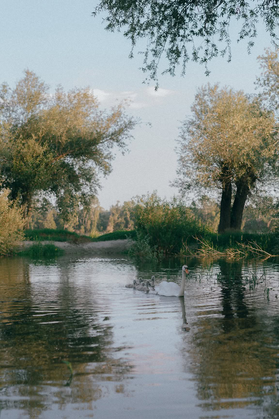 Samica bielej labute plávajúca v jazere so svojimi potomkami (Cygnus olor)