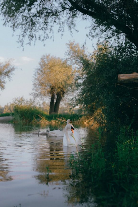 Uma família de cisnes com descendentes no lago na primavera