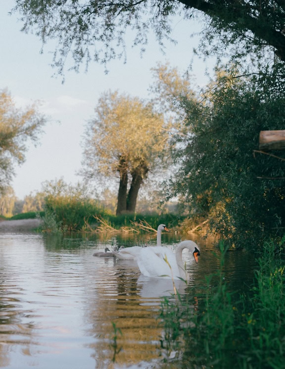 Mužjak i ženka bijelog labuda koji plivaju u jezeru sa svojim potomstvom (Cygnus olor)