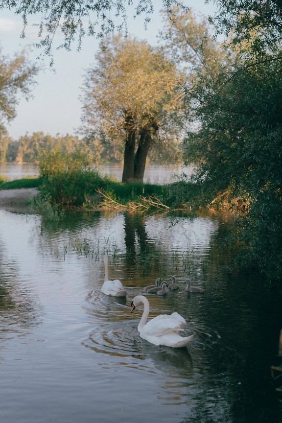 Rodzina białych łabędzi pływających w jeziorze ze swoim potomstwem (Cygnus olor)