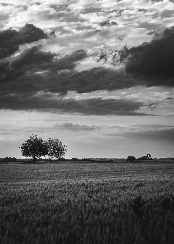 Pole pszenicy z ciemnymi chmurami na niebie, czarno-biała fotografia krajobrazu rolniczego