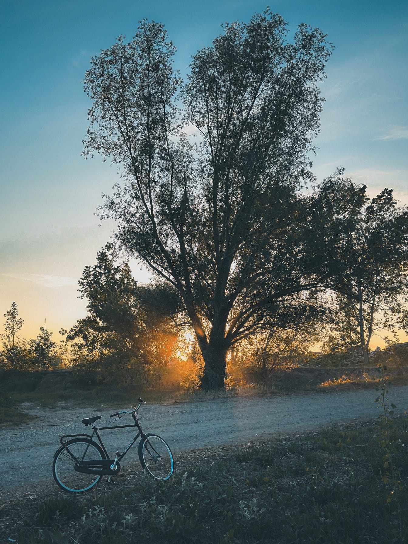 Un vélo sur un chemin de terre à l’aube avec un arbre avec les rayons du soleil à travers la canopée en contre-jour, une photographie de paysage verticale