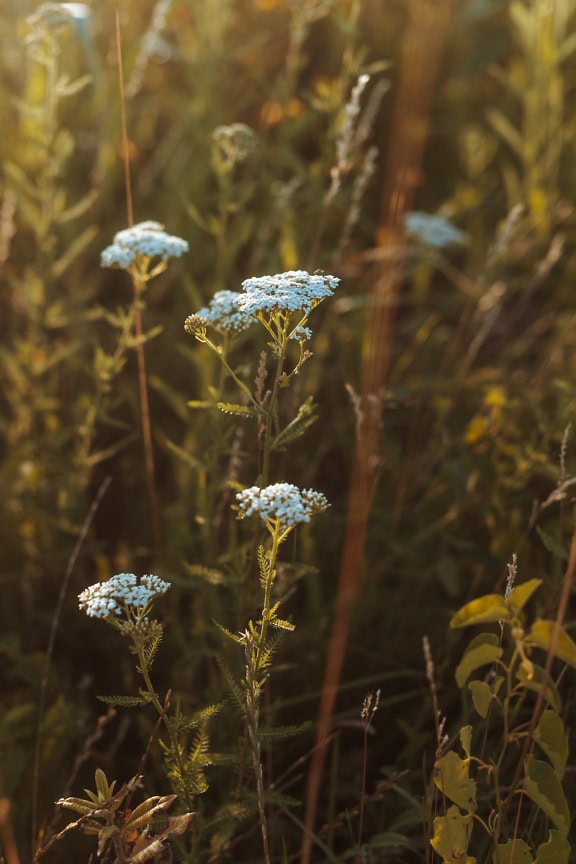 Một đồng cỏ với những bông hoa trắng của một loại thảo mộc yarrow (Achillea millefolium)