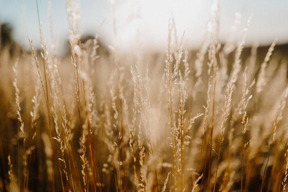 Gros plan d’une tige d’herbe sèche dans un champ de prairie herbeux avec un soleil éclatant en contre-jour en été