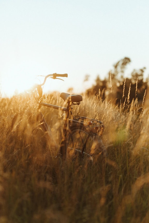 Ein Fahrrad auf einem Feld mit hohem Gras mit hellen Sonnenstrahlen als Hintergrundlicht an einem klaren, sonnigen Sommertag