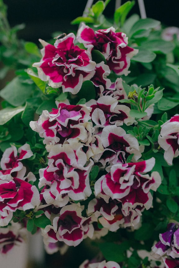 Nahaufnahme von Petunienblüten mit einer großen burgunderroten und weißen gefüllten Blüten (Petunia Double Tumbelina Bella)