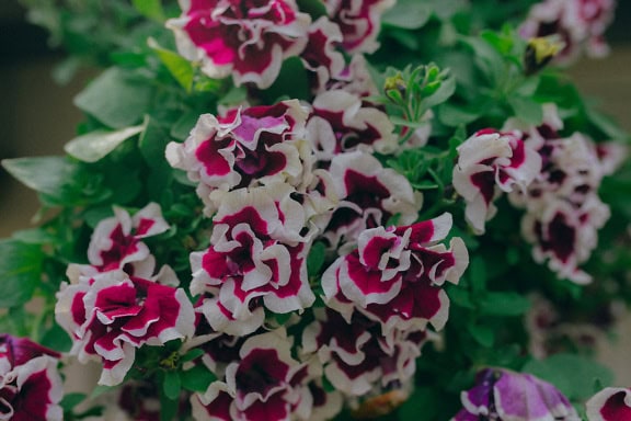 Vinröda och vita dubbla blommor av petuniablomma (Petunia Double Tumbelina Bella)