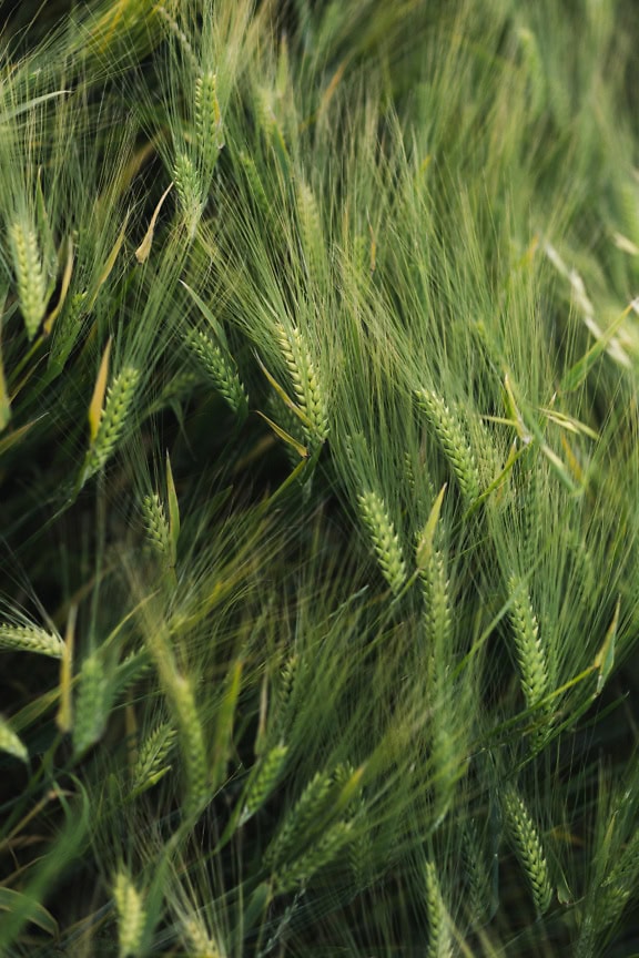 Um close-up de trigo verde com sementes no campo de trigo