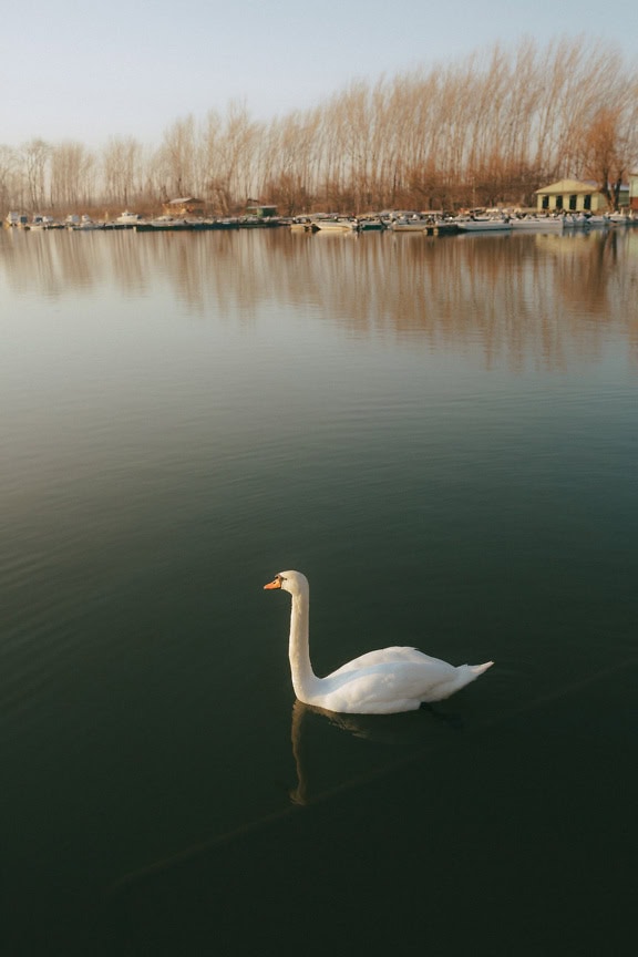 Fotografie de peisaj vertical a unui lac cu o lebădă singuratică înotând într-un lac Tikvara