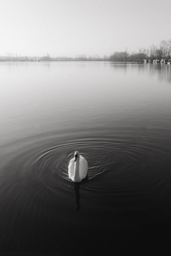 Fotografia vertical em preto e branco de uma beira do lago com um cisne solitário nadando em um lago Tikvara