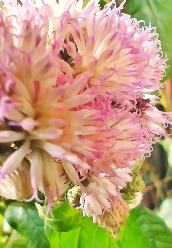 Close-up van bloemblaadjes van een roze-witte bloem