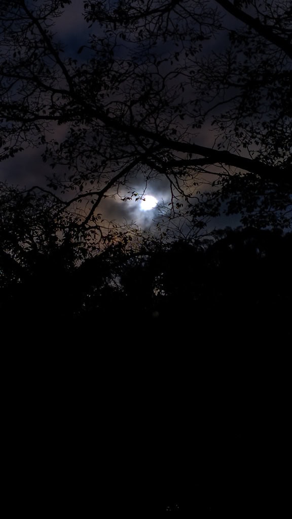 Chiaro di luna con un cielo notturno nuvoloso con vista della Luna attraverso la sagoma di una cima di un albero