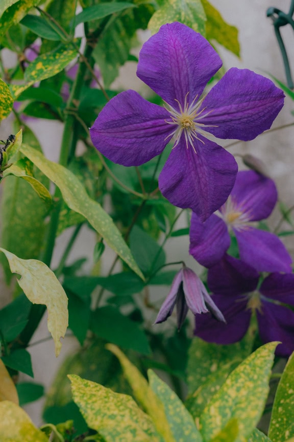 Lila Clematis blüht an einer Pflanze in einem Blumengarten (Clematis x jackmanii)