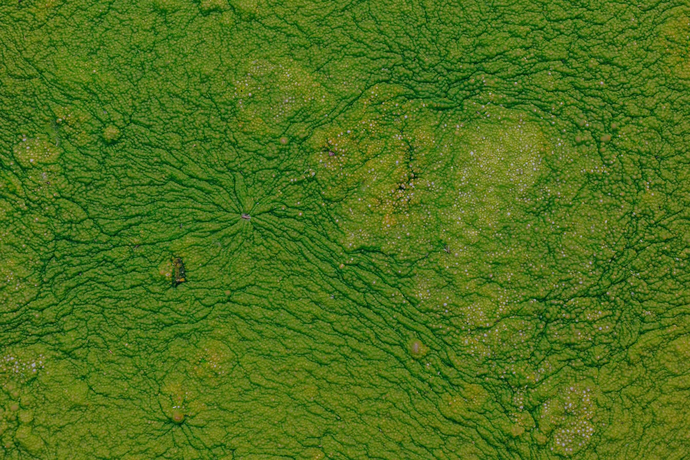 Texture d’une surface jaune verdâtre de plantes aquatiques avec de petits plis