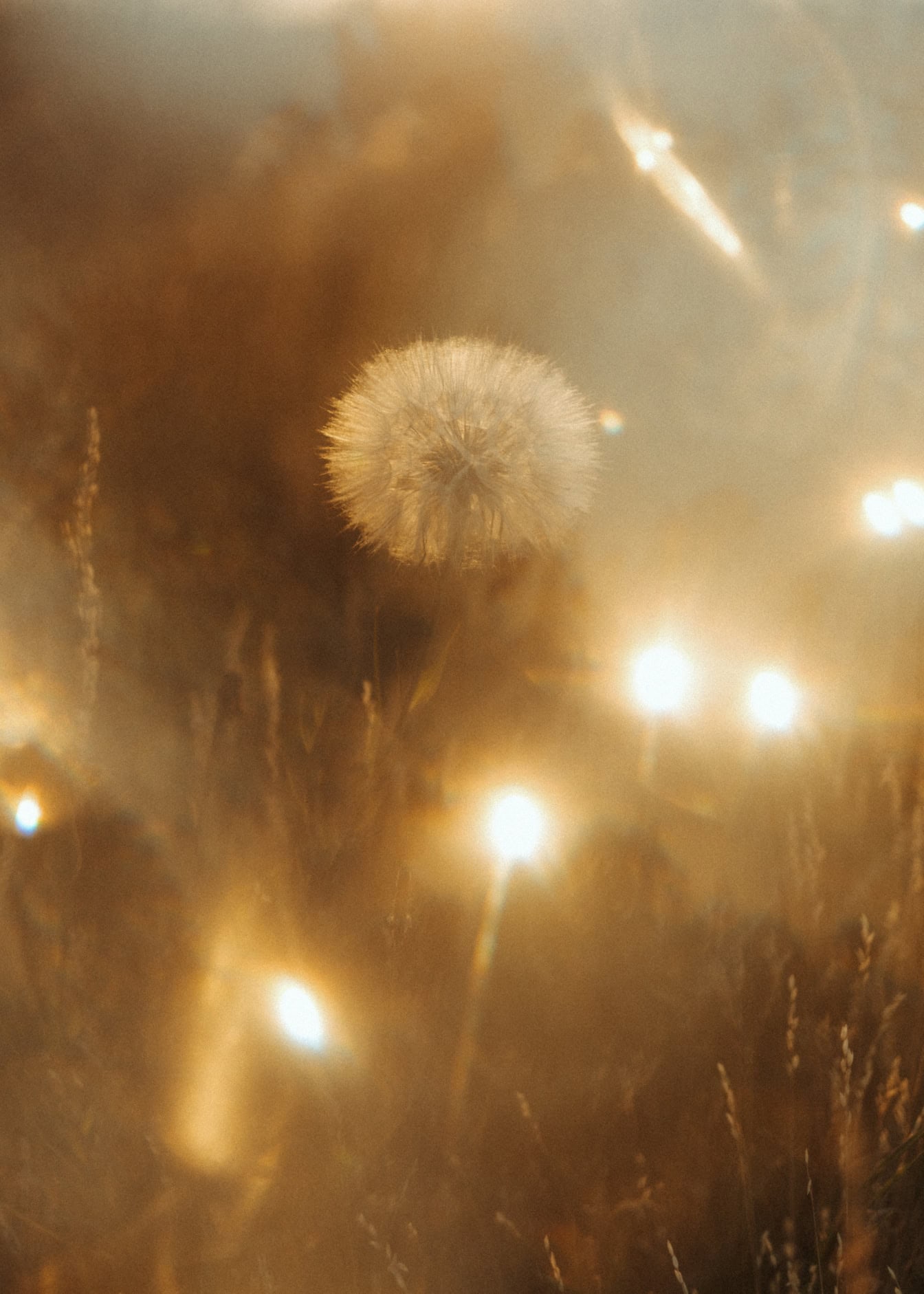 Dandelion in a field with intentional artistic blur with shining reflections of light