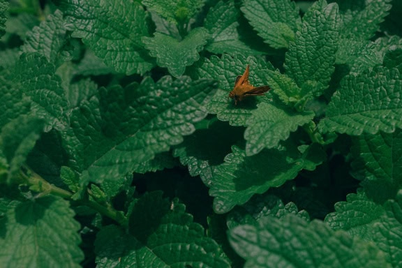 Un insetto falena marrone su una foglia verde di erba menta, nota anche come pianta di menta (Mentha)