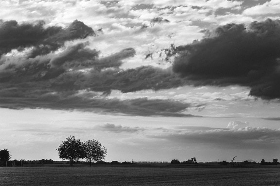 Photographie de paysage en noir et blanc d’un champ de blé avec des arbres et des nuages dans le ciel