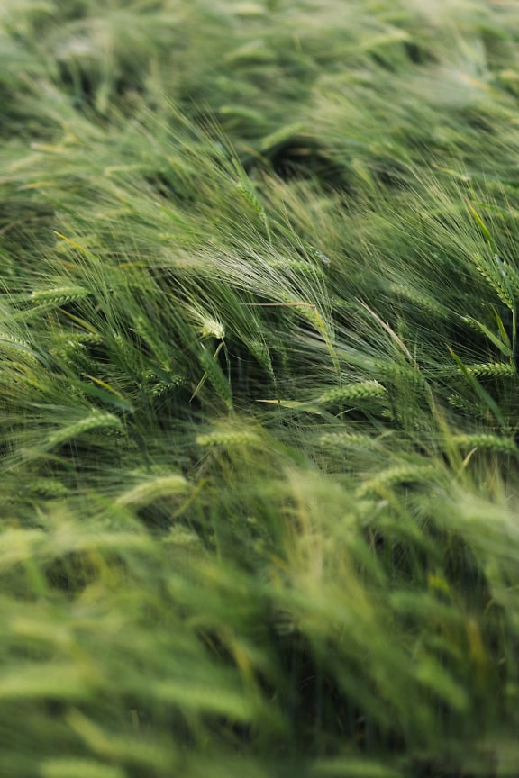 Campo de trigo verde no campo agrícola