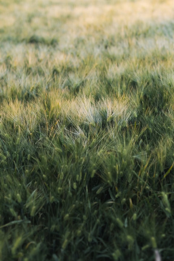 Champ d’orge verte sur les terres agricoles au printemps