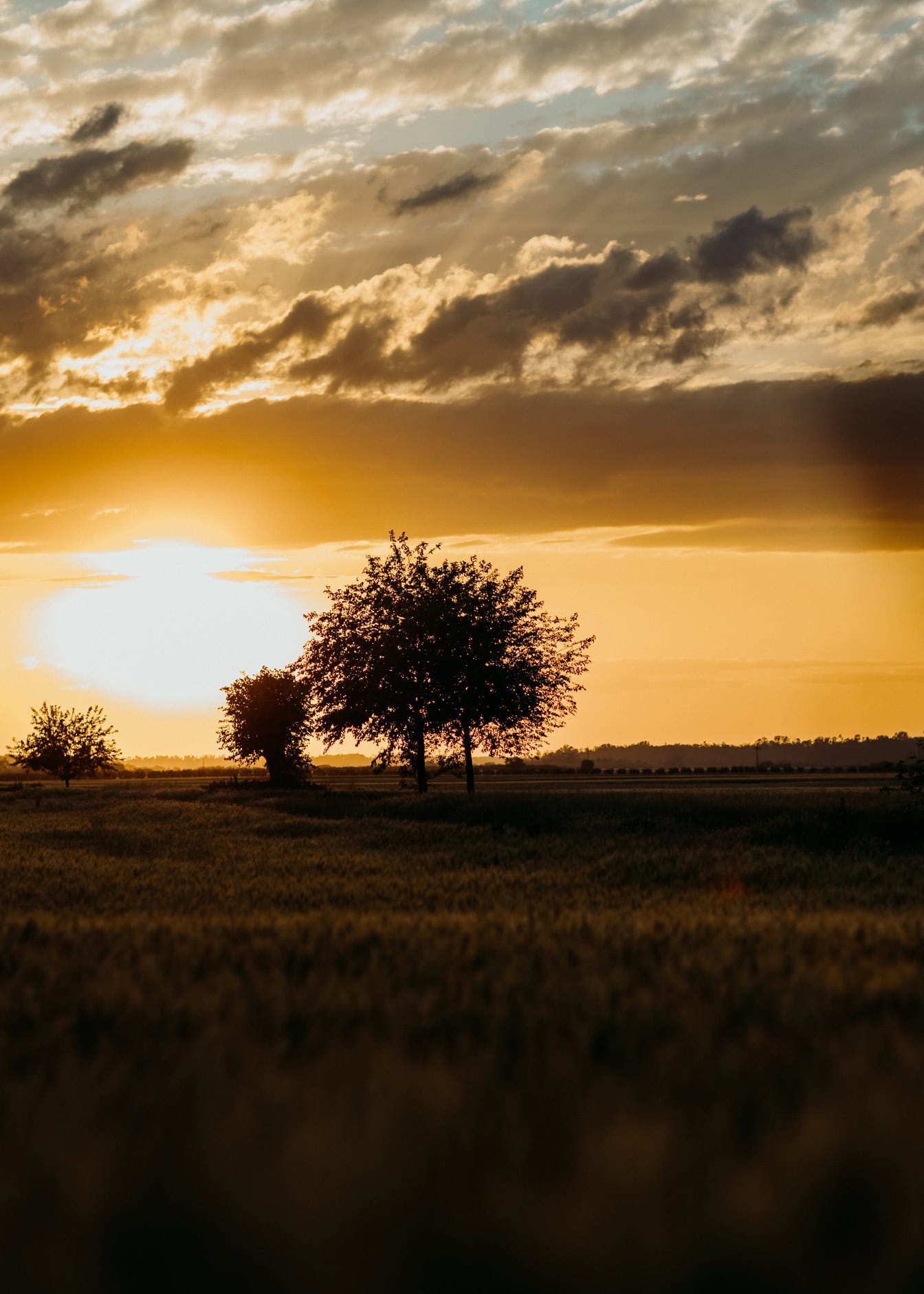 Oranžovo-žltá obloha za úsvitu nad trávnatým poľom so siluetou stromov