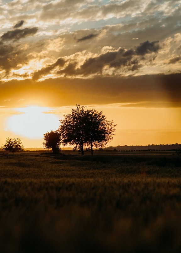 cielo giallo-arancio all’alba su un campo d’erba con silhouette di alberi