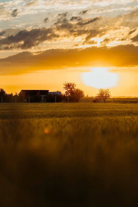 Auringonlasku maalaistalon yllä, jossa on vehnäpeltoa