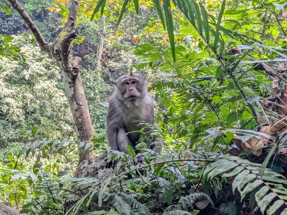 ลิงแสมหางยาวหรือลิงหางยาวบาหลีตัวผู้ (Macaca fascicularis) นั่งอยู่บนโขดหินในป่า