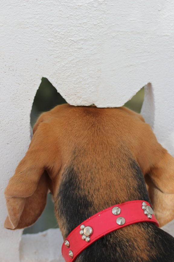 An interesting photo of a dog with a red collar looking through a concrete wall, it seems to have another pair of ears