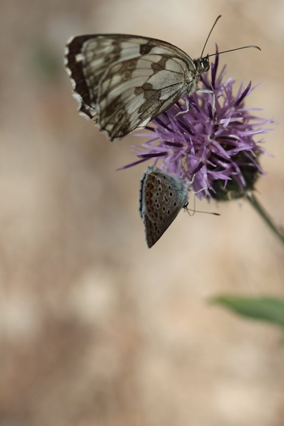 Мраморная белая бабочка (Melanargia galathea, familia Nymphalidae), бабочка среднего размера на фиолетовом полевом цветке