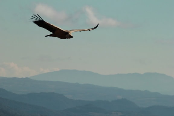 The Andean condor (Vultur gryphus), a South American vulture bird flying in the sky