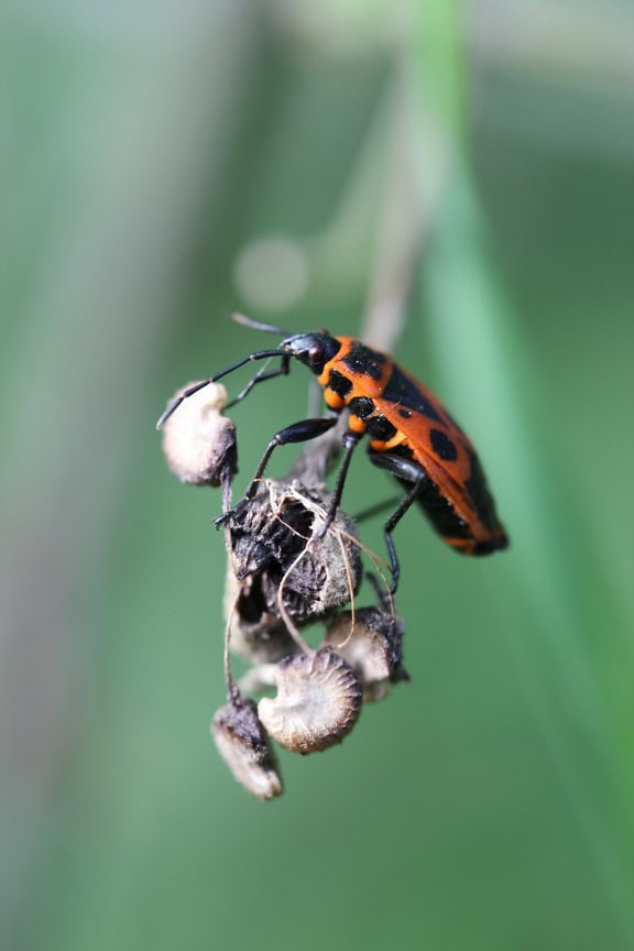 Den europæiske ildbug (Pyrrhocoris apterus), et makrofoto af et skadedyrsinsekt på planten