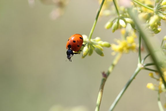 La coccinella comune o la coccinella a sette macchie (Coccinella septempunctata, familia Coccinellidae), un insetto sulla pianta