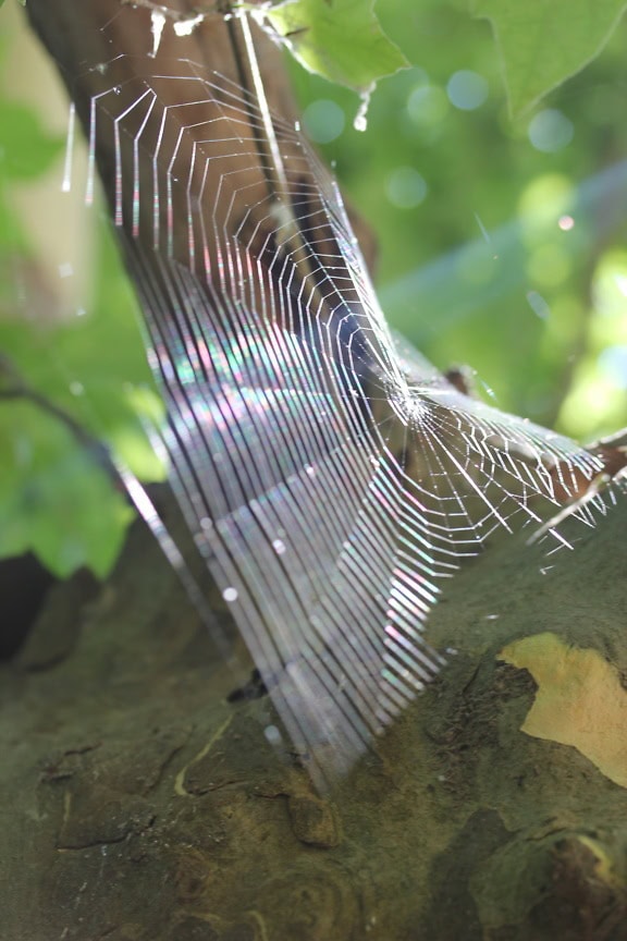 Uma teia de aranha em uma árvore que brilha sob os raios solares