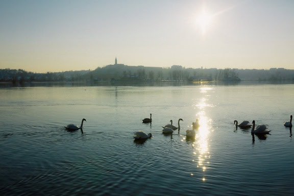 Flock of white swans swimming in a Tikvara lake at dusk with a silhouette of a church tower on a hilltop in Ilok