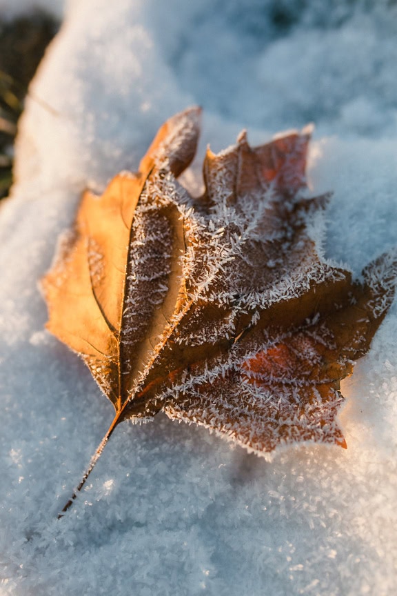 Frosne snefnug og frost på et tørt brunt blad på sneen