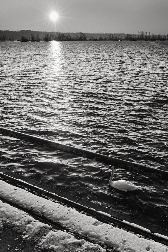 Ein weißer Schwan, der an einem sonnigen, windigen Tag im Tikvara-See in der Nähe der Donau schwimmt, eine vertikale Schwarz-Weiß-Landschaftsfotografie