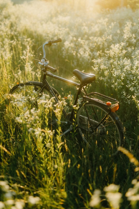 Bicicletă într-un câmp de pajiște de coada șoricelului cu flori albe în ziua însorită