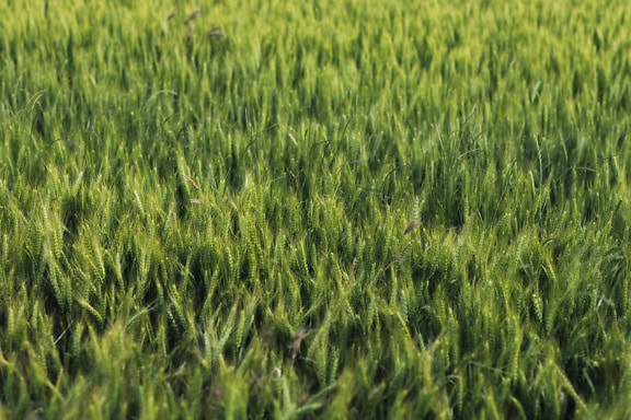 Gebied van groene tarwe in de zomertijd