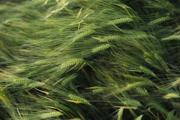 Primo piano dell’orzo verde (Hordeum vulgare), una pianta di cereali della famiglia delle graminacee