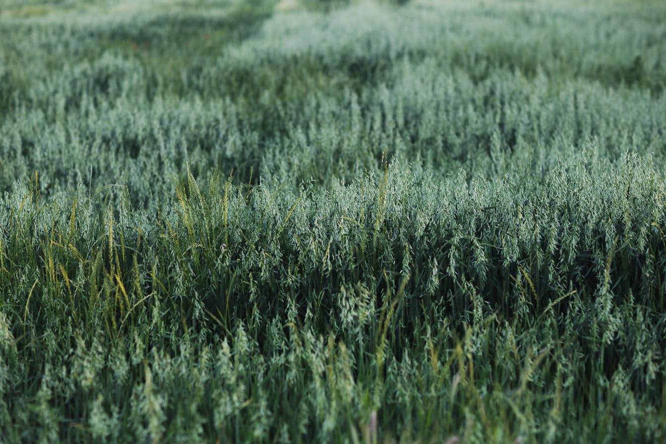 De hautes herbes vertes sur un champ agricole