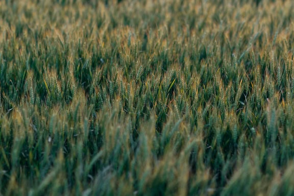 Trigal con plantas de trigo verde