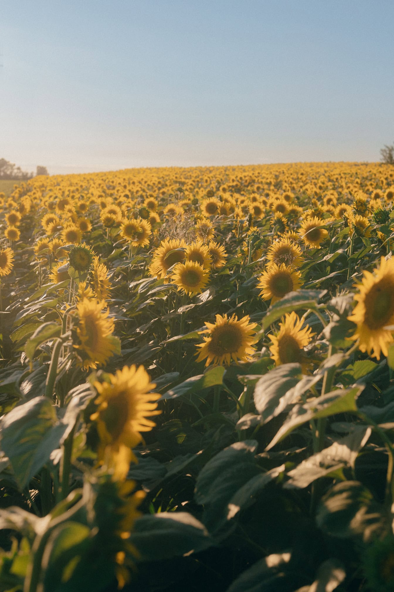 En solsikkeåker på jordbruksland på en solrik sommerdag