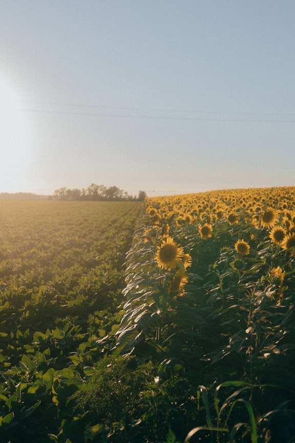 Vertikálna krajinná fotografia vidieckych poľnohospodárskych polí slnečnice a sóje za slnečného dňa