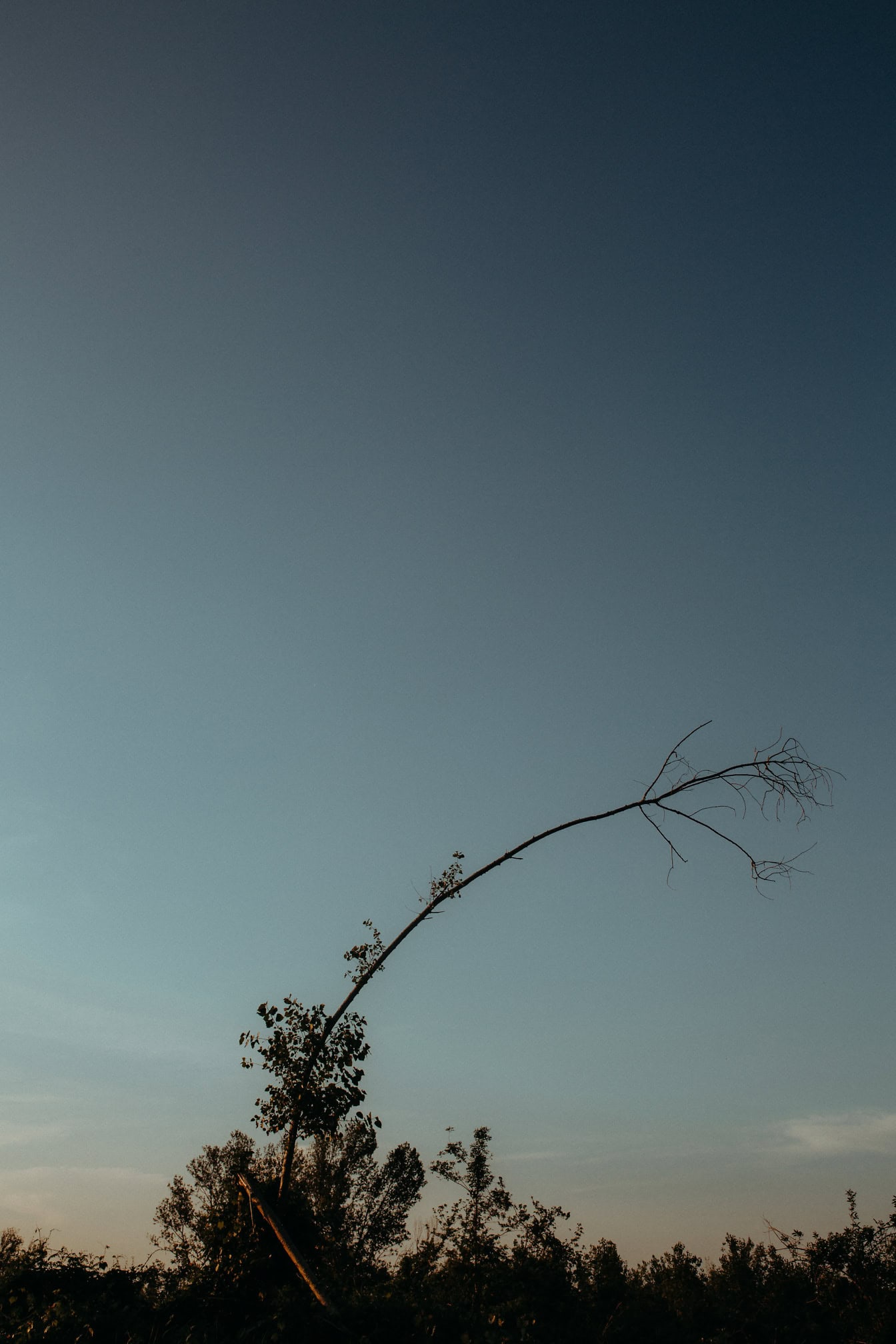 A bended tree with a long bent branch at dusk