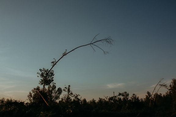 A silhouette of a bending tree trunk with a long bent branch at dusk