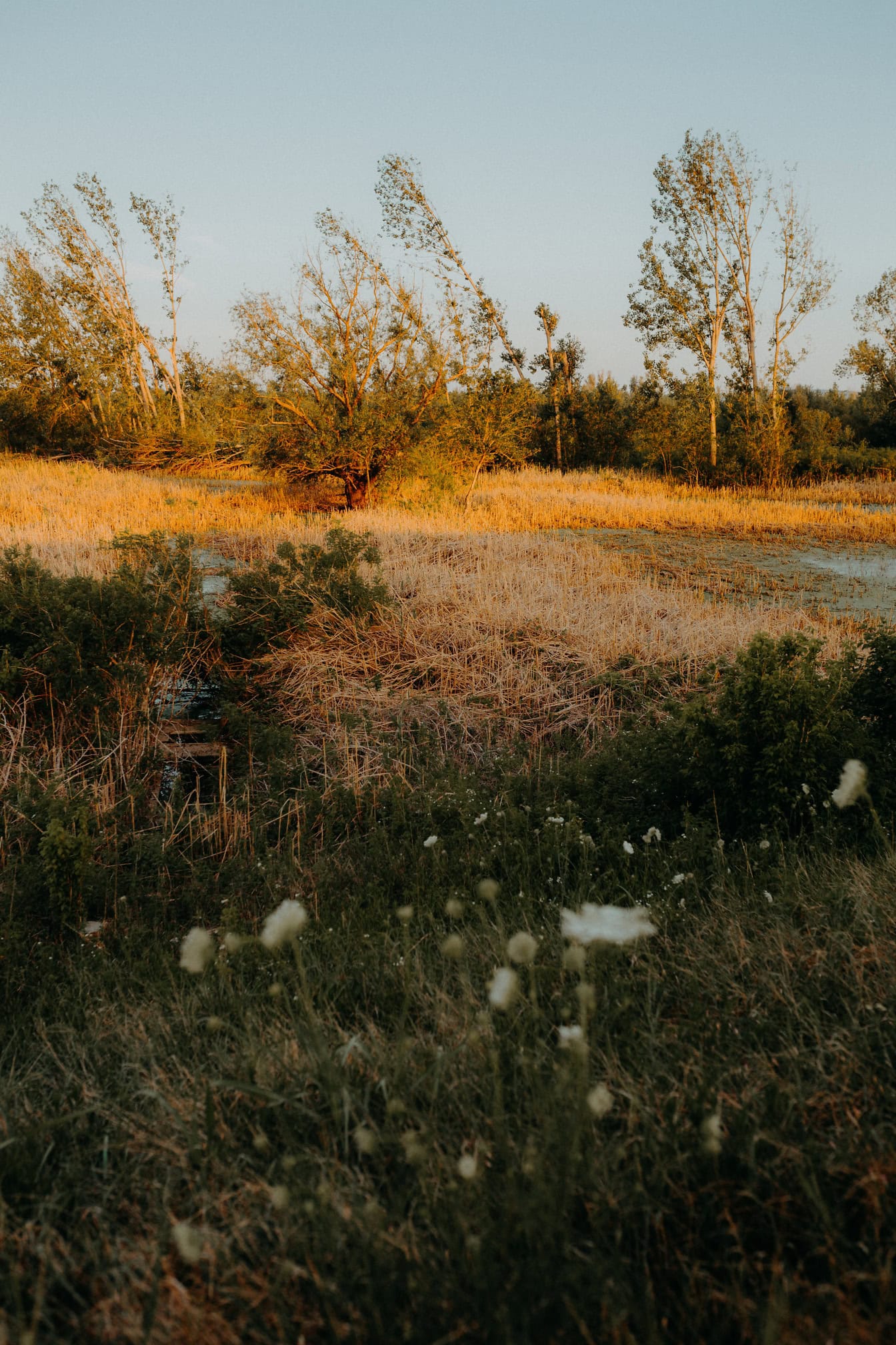 Fotografie krajiny zaplaveného pole, trávy a stromů na podzim