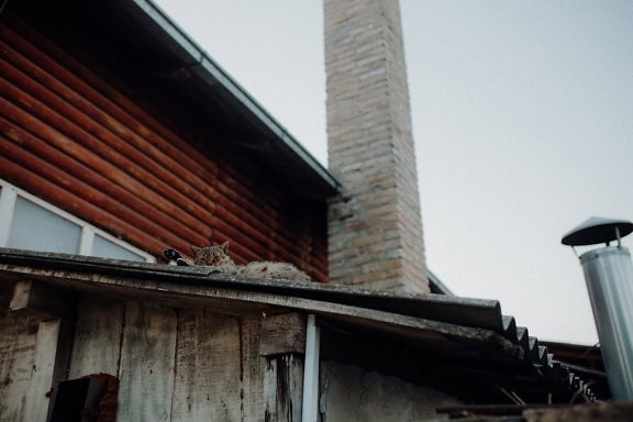 Domestic cat lying on a roof