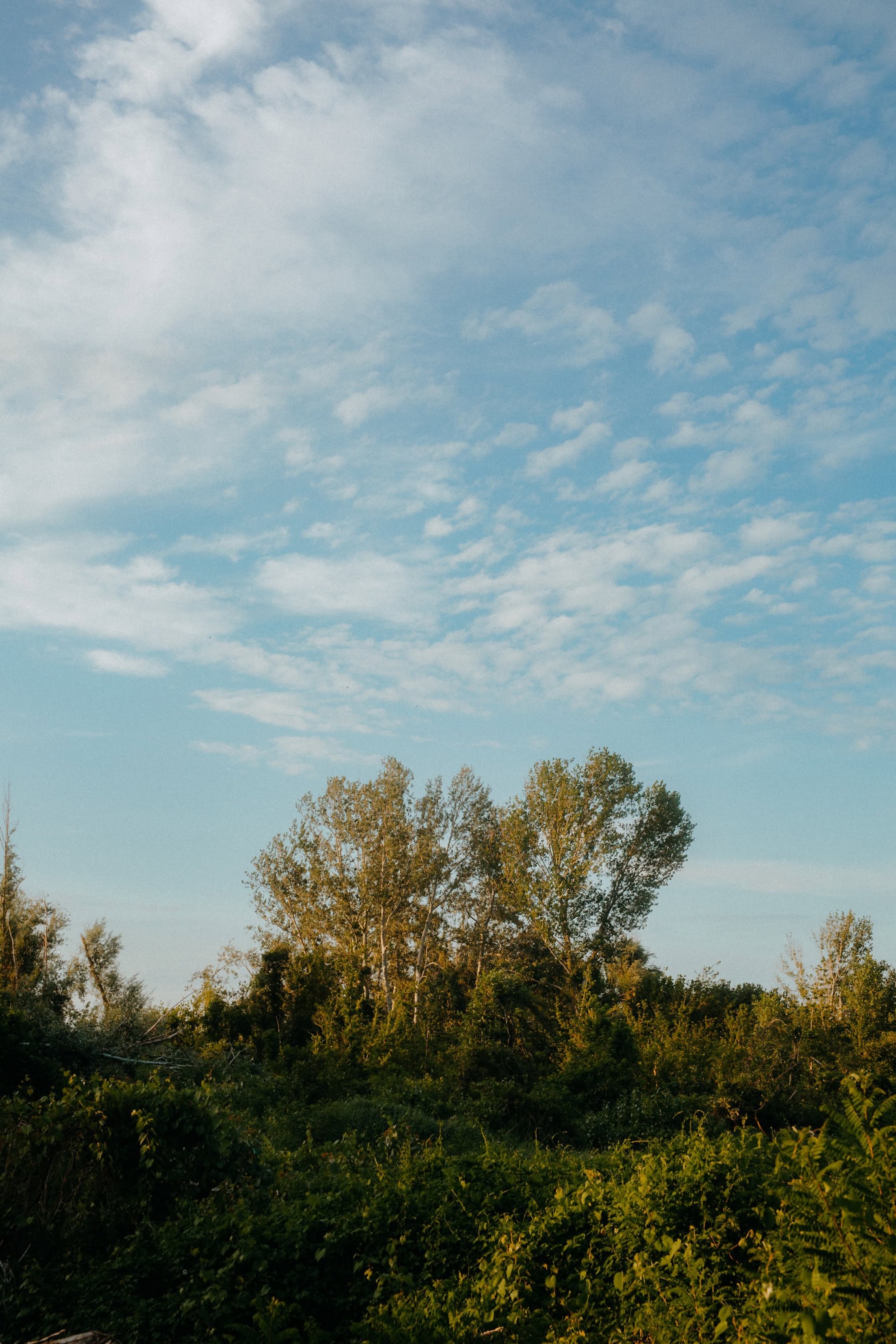 Ciel bleu avec des nuages au-dessus des peupliers dans la forêt